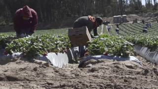 Pesticide Safety for Agricultural Workers [upl. by Eceinwahs]