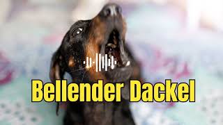 Dackel Hundegebell  So klingt ein bellender Dackel [upl. by Wincer]