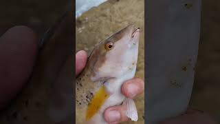 Huge Wrasse caught fishing the cliffs werftv catchsurf sportfishing fishing [upl. by Okim]