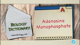 Adenosine monophosphate  Biology Dictionary  Spoken Biology Definitions [upl. by Yevoc]