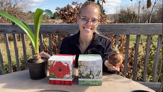 Planting Paperwhites and Amaryllis Bulbs For Christmas  Simply Bloom [upl. by Aznaed]