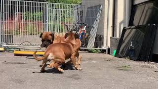 Boerboels getting ready to mate [upl. by Alcott]