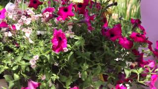 How to Revive Petunias  Grow Guru [upl. by Euqor853]