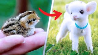 Cutest Baby Animals You Can Legally Own [upl. by Akinahc986]