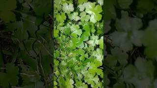 Hydrocotyle Tripartita [upl. by Emory]