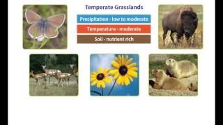 Earths Climate  The Temperate Zone [upl. by Macri]