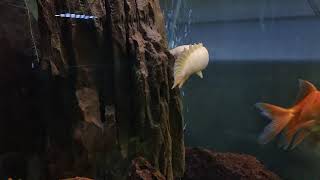 Polypterus Senegalus the Senegal bichir aka Dinosaur Eel Ikan palmas albino [upl. by Forbes]