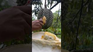 Penghasil durian terbesar di dunia durian [upl. by Ahsilat]