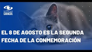 ¿Por qué el Día Internacional del Gato se celebra tres veces al año [upl. by Cleo]