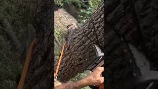 Expert cutting big treeLets find outwoodworking asmr cuttingwork wood woodworker [upl. by Land]