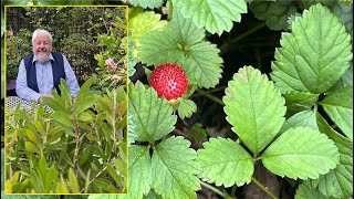 DUCHESNEA COUVRESOL SOSIE DU FRAISIER FLEURS JAUNES ET FRUITS ROUGES Le Quotidien du Jardin N°415 [upl. by Jerri264]