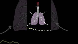 AUSCULTACIÓN PULMONAR RONCUS ruidos pulmonares normales y anormales medicina shorts [upl. by Kendyl]