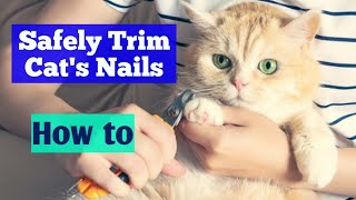 How to trim Cats Nails  Safely cut Cats Nails  precautions  in hindi and urdu  CHUBBY MEOWS [upl. by Ramed]