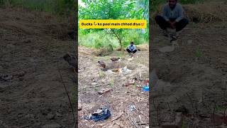 Ducks🦆ko pool main chhod diya😍 petlover minivlog kabutar  petvlogger ducks pool [upl. by Nort12]