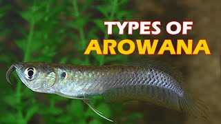 INTRODUCTION amp TYPES OF AROWANA  Silver Arowana Vs Asian Arowana  Get to know types of Arowana [upl. by Ahsinoj]