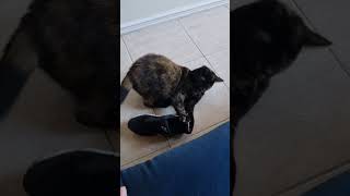 tortoiseshell cat loves nike air max 97 [upl. by Nerrak]