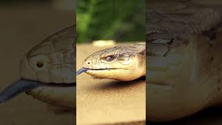 🦎💙 Meet the BlueTongued Skink The Lizard with a Shocking Tongue [upl. by Ailyn356]