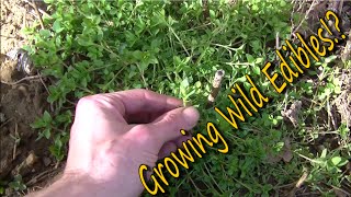 Growing Wild Edible Plants In Your Yard [upl. by Aiem]