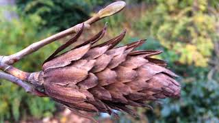 Tulip Tree Liriodendron tulipifera  fruit close up  November 2017 [upl. by Grantham]