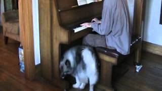 How to call a keeshond [upl. by Norud]