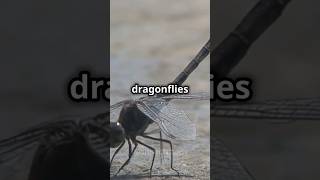 Dragonflies flying forward and backward animals dragonflies shorts insects shortvideo [upl. by Lertnom973]