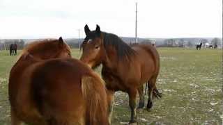 말 말들Horses  Pferde Cavalli Cavalos Konie Caballos лошади atlarlovakάλογα 马匹 馬 ม้า 马 [upl. by Chrissa99]