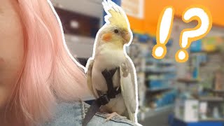 My Cockatiel Goes To a Pet Store For the First Time [upl. by Ahtanaram]