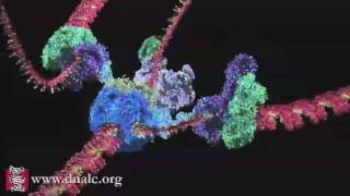 Mechanism of DNA Replication Basic [upl. by Introc217]