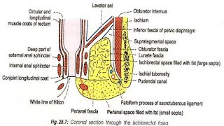 Ischioanal fossa part1Easy Anatomy  Abdomen [upl. by Eulau39]