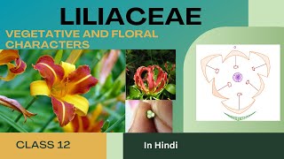 Liliaceae Family  Vegetative and floral characters  class 12 in Hindi easy [upl. by Pompei]