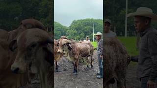 Tratando un semental Gyr lechero ganaderia toros raza [upl. by Jamnes351]