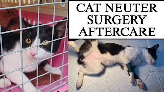 Cat Neutering Surgery  AfterCare SpayNeuter Important [upl. by Baryram]