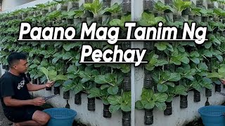 Paano Magtanim ng Pechay Tutorial sa Pagtanim ng pechay [upl. by Aicrop]