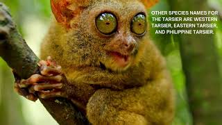 Tarsier Adorable And Funny [upl. by Winifred833]