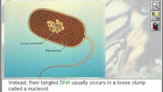 Biology The Five Kingdoms of Life The Monerans [upl. by Sophronia435]