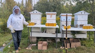 2023 Honey Harvest Carniolan Vs Italian Honey Production results with AutoFrames [upl. by Maccarone]