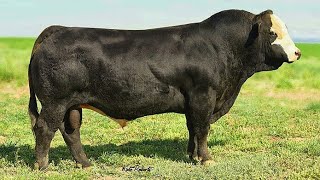 Black Simmental bulls [upl. by Binnings]