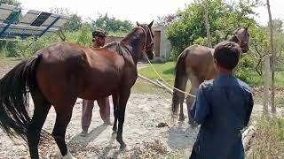 Horse First Time Enjoying Breeding breeding horsebreeding marebreeding meeting firstmeeting [upl. by Alecram798]