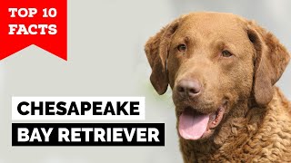 Chesapeake Bay Retriever  Top 10 Facts [upl. by Mill]