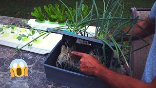 How To Grow Green Onions The Ultimate Hack  DIY Hydroponics [upl. by Anaj823]