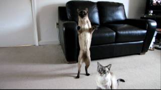 SIAMESE CAT STANDING UPRIGHT AND WALKING BACKWARDS ACROSS THE FLOOR [upl. by Bremen]