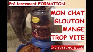 mon chat glouton mange trop vite [upl. by Karr129]