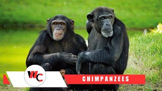 Discover the World of Chimpanzees 🌍 Facts About Chimpanzees 🐵 [upl. by Aivonas]