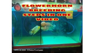 Flowerhorn breeding steps in one video [upl. by Nochur221]