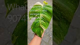 epipremnum pinnatum albo variegata for sale rs 450 with cc [upl. by Tlevesor]