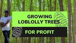 Growing Loblolly Pine Trees For Profit [upl. by Dewees]