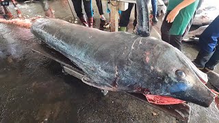 800 Pounds Monster Marlin Expert Cutting Skills Revealed [upl. by Arman]