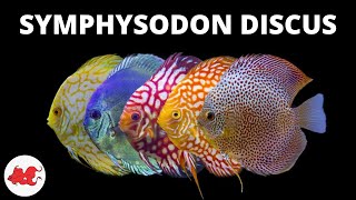 Discus  Symphysodon discus ✔ [upl. by Sturges]