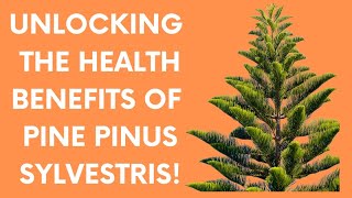 UNLOCKING THE HEALTH BENEFITS OF PINE PINUS SYLVESTRIS [upl. by Lynch]