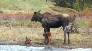 Cow Moose and Two Calves [upl. by Takara]